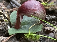 Corybas aconitiflorus