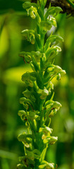 Platanthera flava herbiola