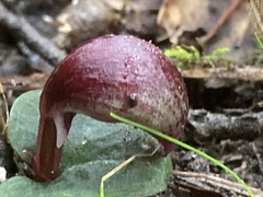 Corybas aconitiflorus