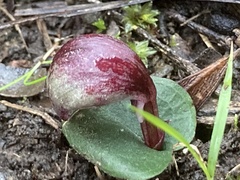 Corybas aconitiflorus