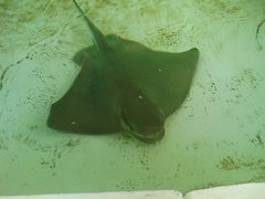 Rhinoptera