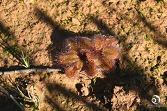 Drosera rosulata