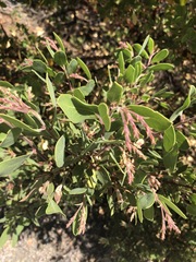 Arctostaphylos bakeri