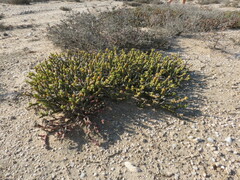Mesembryanthemum dinteri