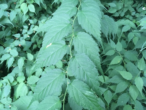 Kerria japonica