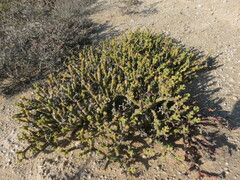 Mesembryanthemum dinteri