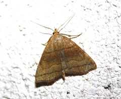 Zanclognatha lunalis