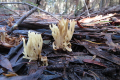 Ramaria lorithamnus