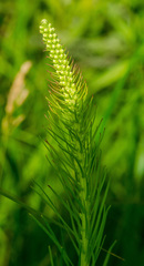 Liatris pycnostachya