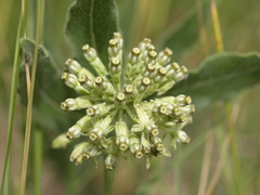 Asclepias lanuginosa