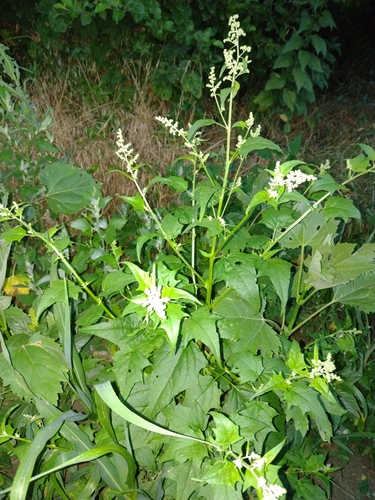 mrlík hybridný (Chenopodiastrum hybridum)