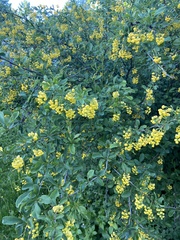 Berberis vulgaris