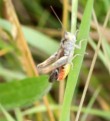 Chorthippus brunneus