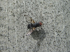 Ceroxys munda
