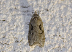 Semioscopis steinkellneriana