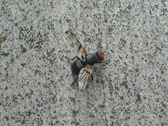 Ceroxys munda