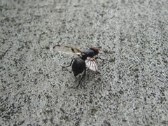 Ceroxys munda
