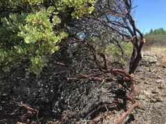 Arctostaphylos bakeri