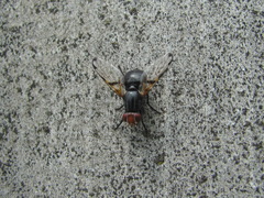 Ceroxys munda