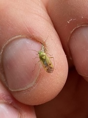 Neolygus contaminatus