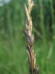 Claviceps purpurea