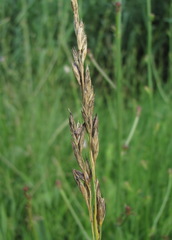 Claviceps purpurea