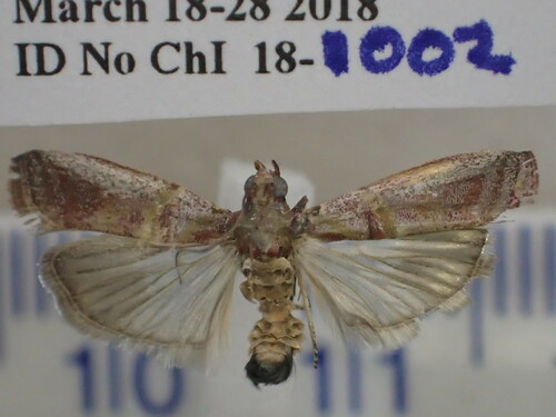 Hypargyria metalliferella
