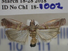 Hypargyria metalliferella