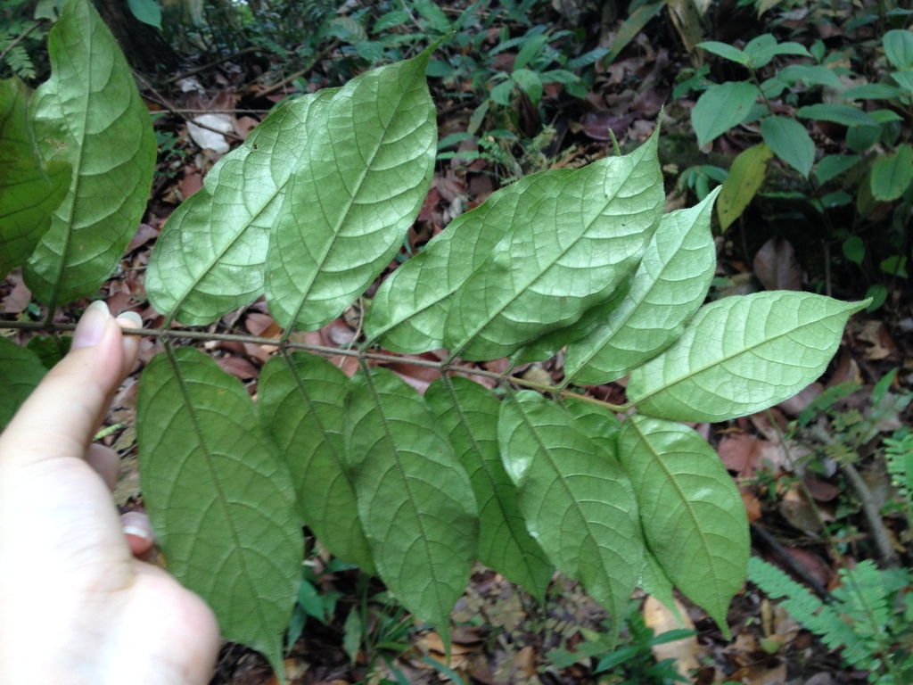 Canthium molle