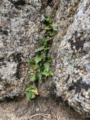 Polypodium saximontanum