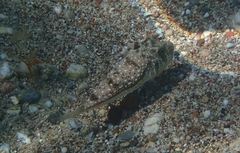 Torquigener flavimaculosus