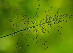 Dichanthelium lanuginosum