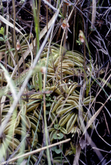 Pinguicula lusitanica
