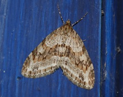 Trichopteryx polycommata