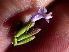 Ziziphora clinopodioides