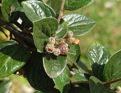 Cotoneaster dielsianus