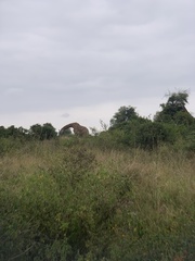 Giraffa camelopardalis tippelskirchi