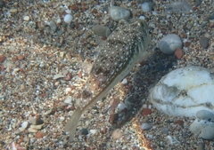 Torquigener flavimaculosus