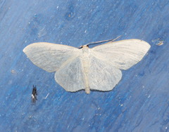 Scopula floslactata