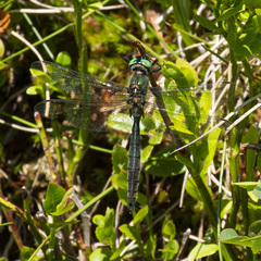 Somatochlora alpestris