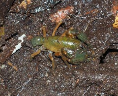 Engaeus affinis