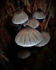Mycena yuulongicola