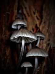Mycena yuulongicola