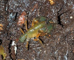 Engaeus affinis