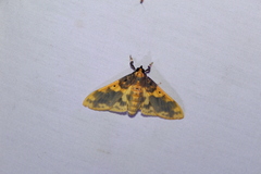 Pachynoa thoosalis