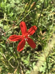 Silene subciliata