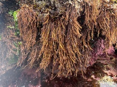 Grateloupia ramosissima