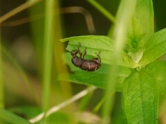 Hylobius transversovittatus
