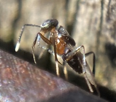 Homalotylus