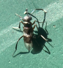 Homalotylus
